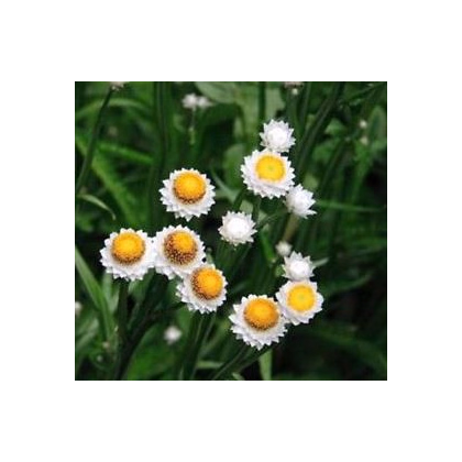 Slaměnka křídlatá - Ammobium alatum grandiflorum - prodej semen - 100 ks