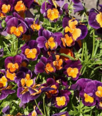 Maceška Jolly Joker F2 - Viola wittrockiana - prodej semen - 20 ks
