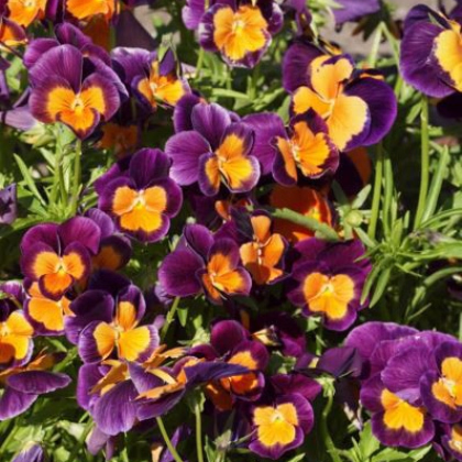 Maceška Jolly Joker F2 - Viola wittrockiana - prodej semen - 20 ks