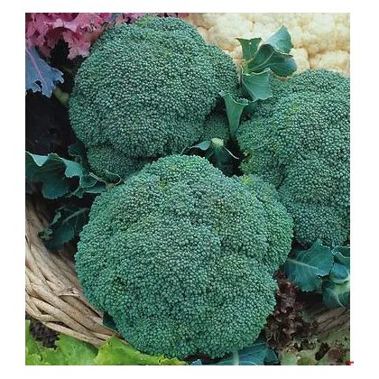 Brokolice Green Magic F1 - Brassica oleracea L. - semena - 20 Ks
