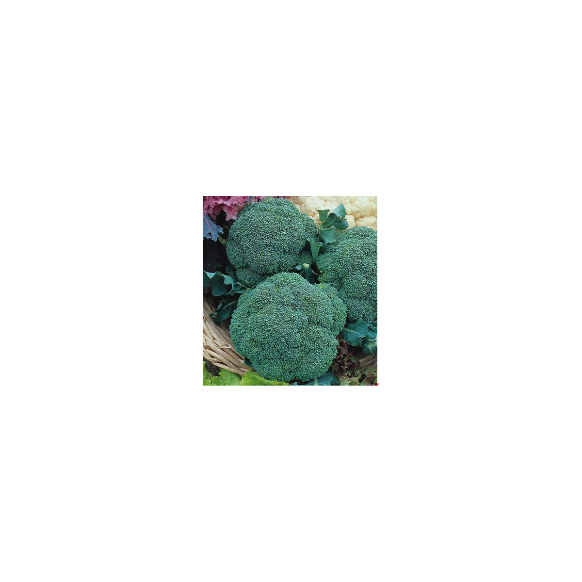 Brokolice Green Magic F1 - Brassica oleracea L. - semena - 20 Ks
