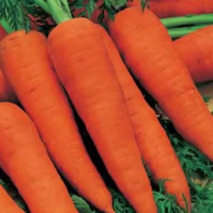 Mrkev Autumn King 2 - Daucus carota - semena - 0,4 g