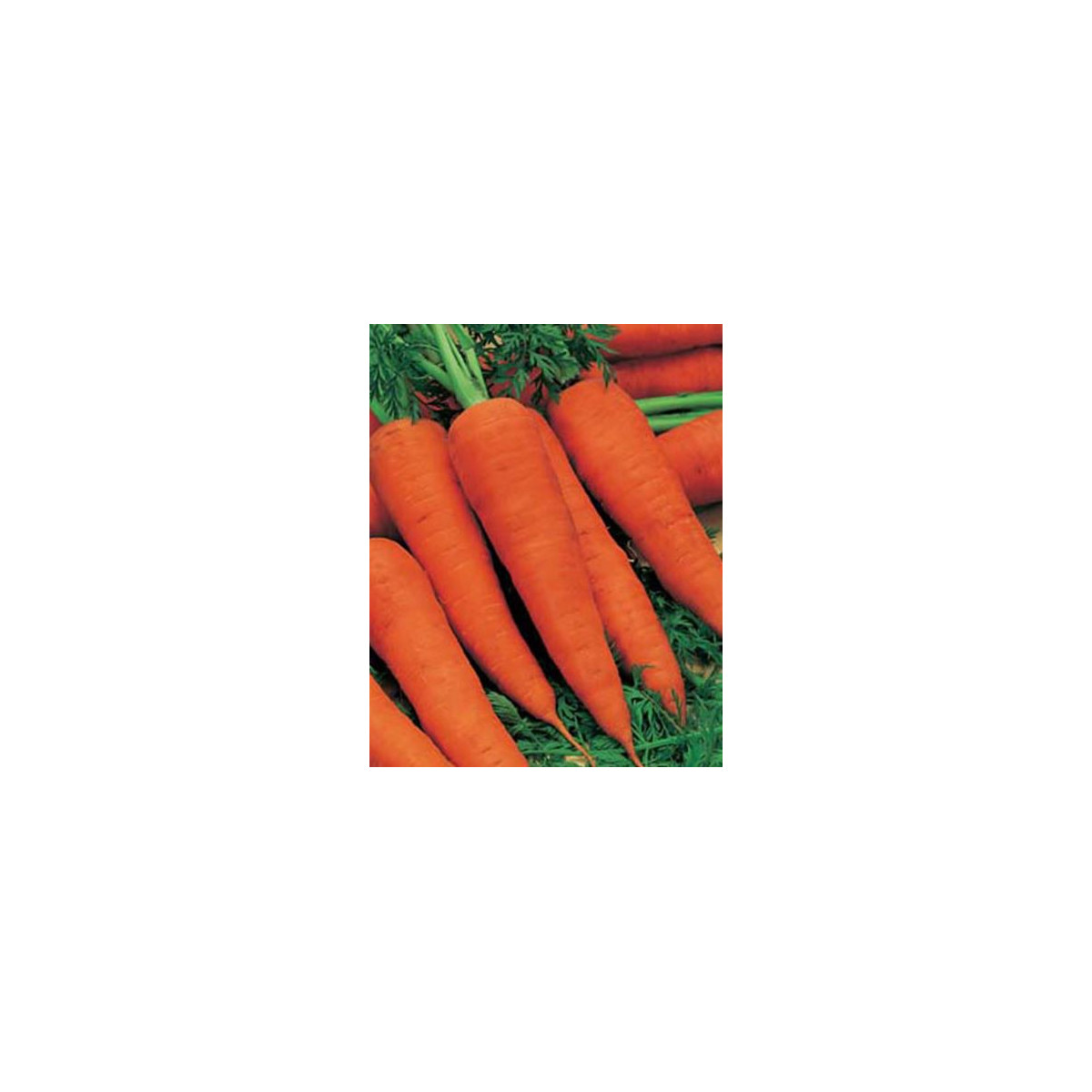 Mrkev Autumn King 2 - Daucus carota - semena - 0,4 g