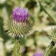 Ostropes trubil - Onopordum acanthium - prodej semen - 60 ks