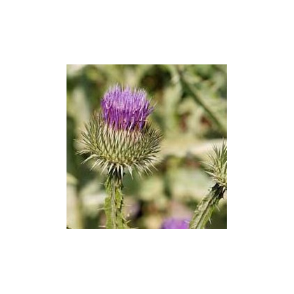 Ostropes trubil - Onopordum acanthium - prodej semen - 60 ks