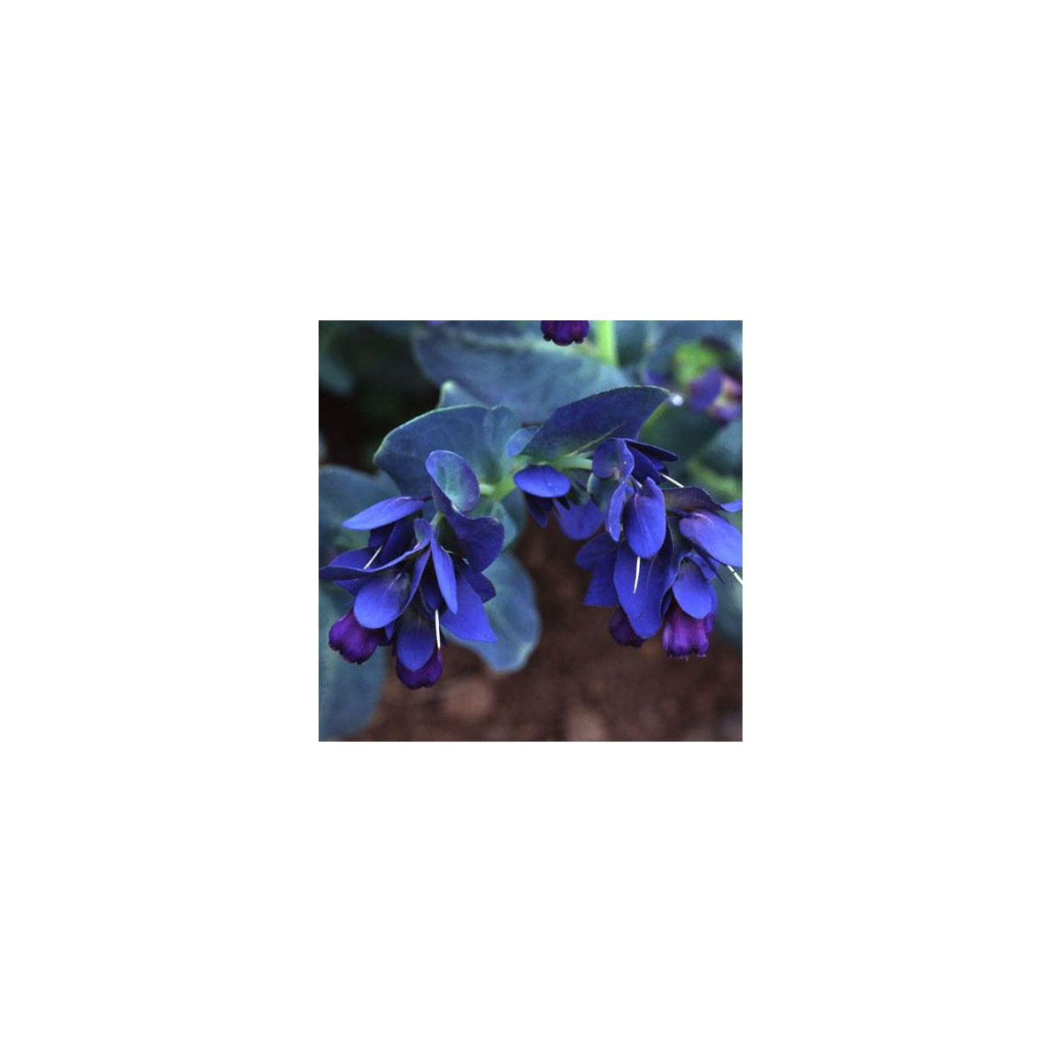 Voskovka větší Hoya - Cerinthe major purpurescens - prodej semen - 5 ks