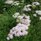 Řebříček obecný Yarrow - Achillea millefolium - prodej semen - 200 ks