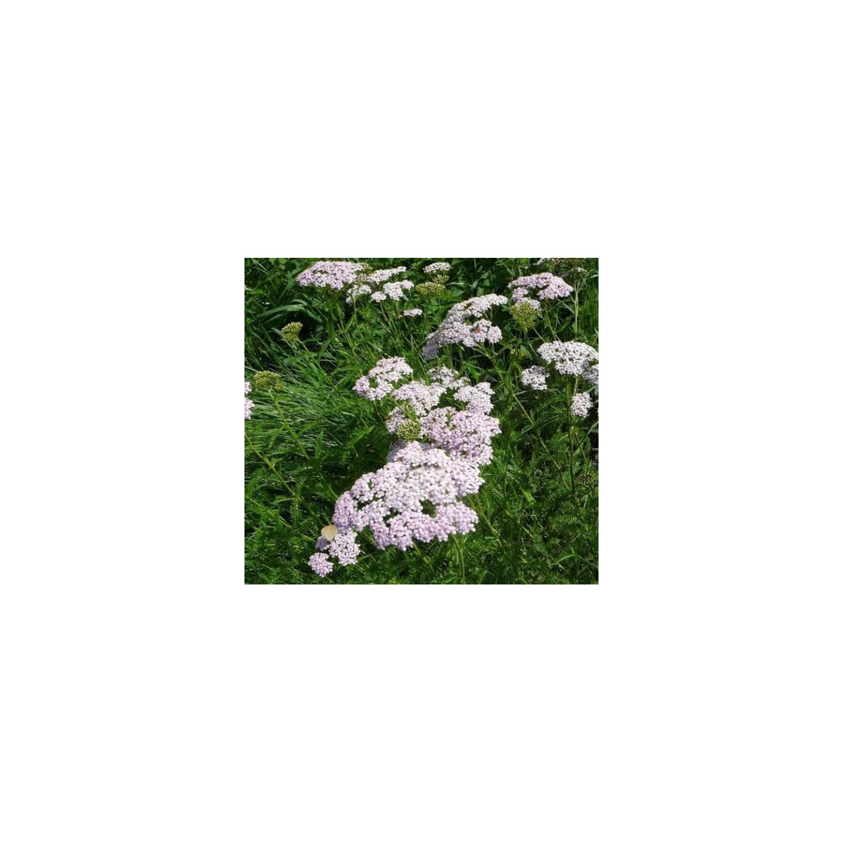 Řebříček obecný Yarrow - Achillea millefolium - prodej semen - 200 ks