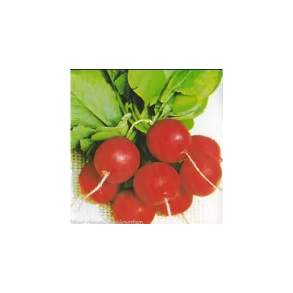 Ředkvička Knacker - Raphanus sativus L. kan - semena - 0,5 gr