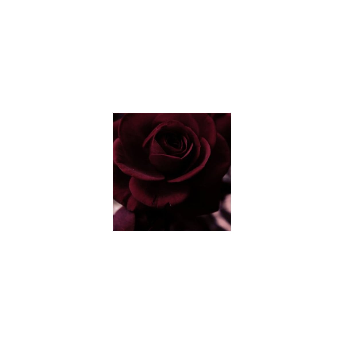 Růže černá Maroon - Rosa - semena - 5 ks