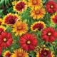 Kokarda osinatá velkokvětá směs - Gaillardia aristata - prodej semen - 0,3 g