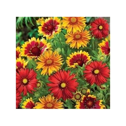 Kokarda osinatá velkokvětá směs - Gaillardia aristata - prodej semen - 0,3 g
