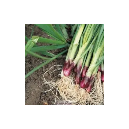 Cibule Lilia - allium cepa - semena - 0,5 g
