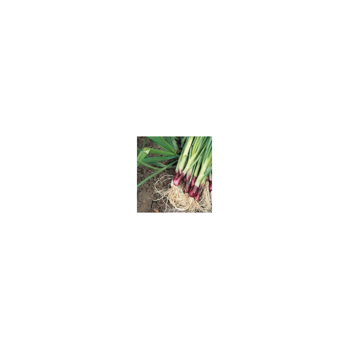 Cibule Lilia - allium cepa - semena - 0,5 g