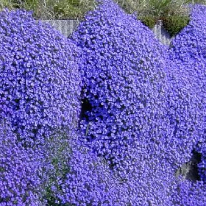 Tařička zahradní fialová - Aubrieta hybrida - prodej semen - 200 ks