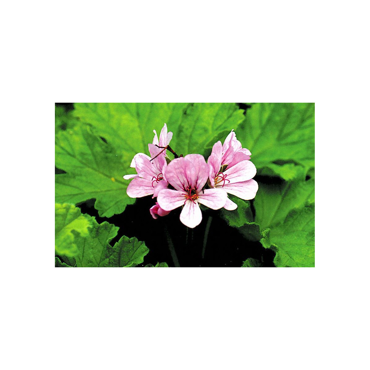Pelargonie vonná Attar of Roses - Pelargonium capitatum - semena - 4 ks