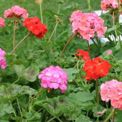 Muškát zahradní Cabaret F2 směs - pelargonium hortorum- semena - 6 ks