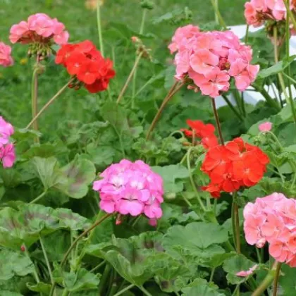 Muškát zahradní Cabaret F2 směs - pelargonium hortorum- semena - 6 ks
