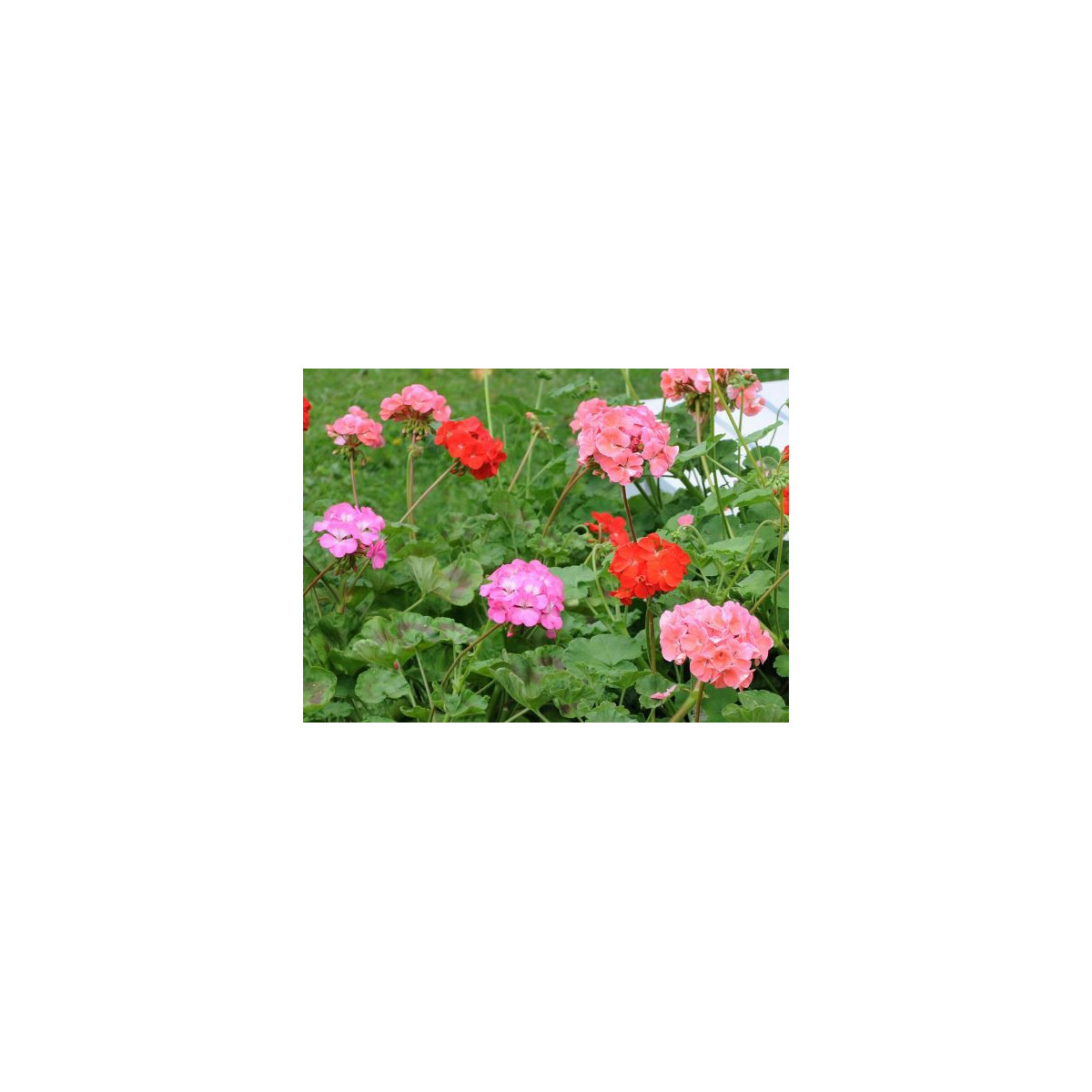 Muškát zahradní Cabaret F2 směs - pelargonium hortorum- semena - 6 ks