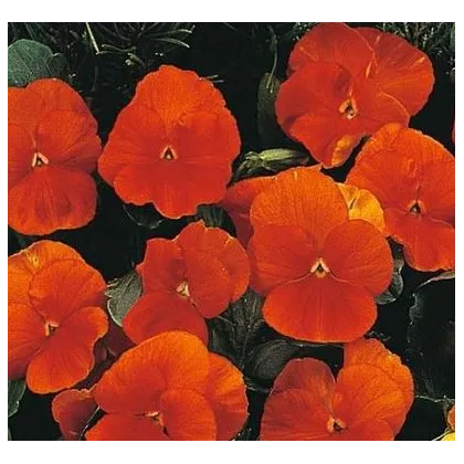 Maceška Padparadja F2 - Viola wittrockiana - semena - 30 Ks