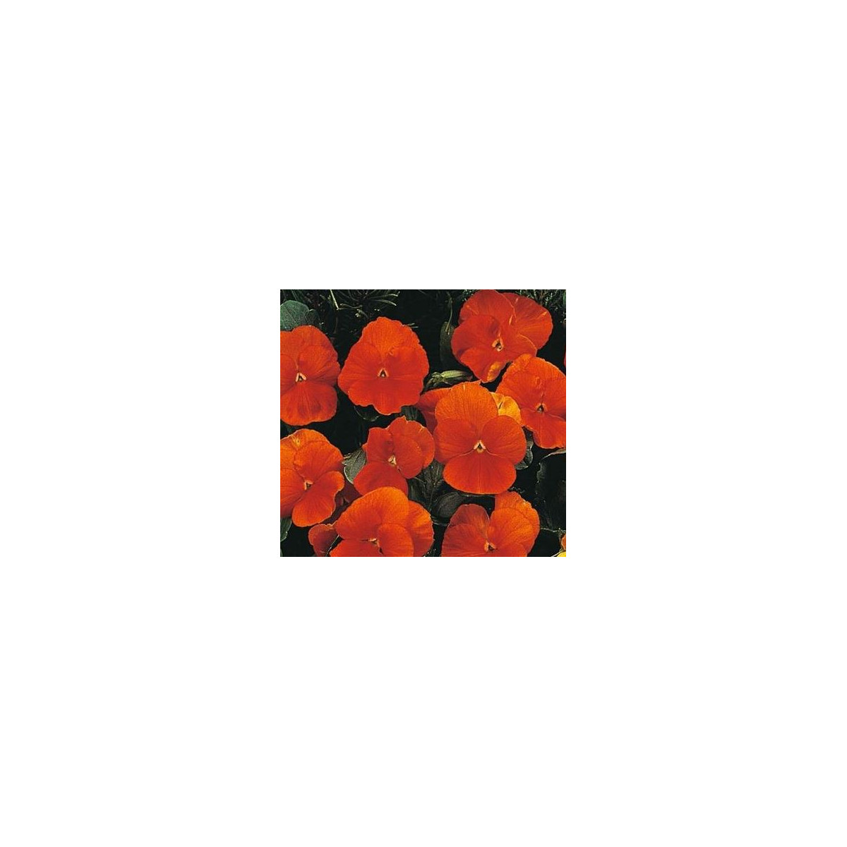 Maceška Padparadja F2 - Viola wittrockiana - semena - 30 Ks
