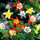 Orlíček Mc Kana směs barev - Aquilegia caerulea - prodej semen - 200 ks