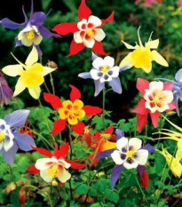 Orlíček Mc Kana směs barev - Aquilegia caerulea - prodej semen - 200 ks