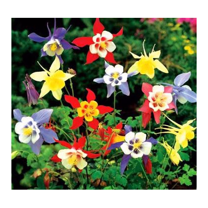 Orlíček Mc Kana směs barev - Aquilegia caerulea - prodej semen - 200 ks