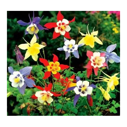 Orlíček Mc Kana směs barev - Aquilegia caerulea - prodej semen - 200 ks