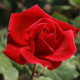 Růže popínavá červená - Rosa - semena - 5 ks