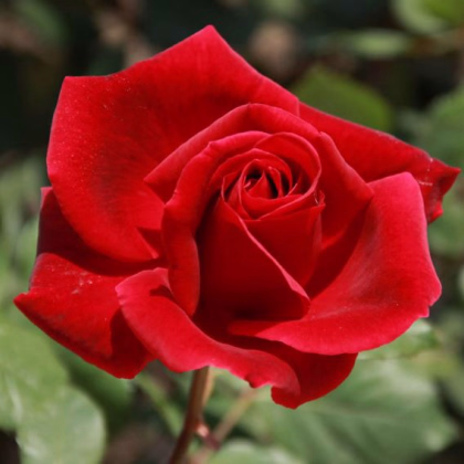 Růže popínavá červená - Rosa - semena - 5 ks