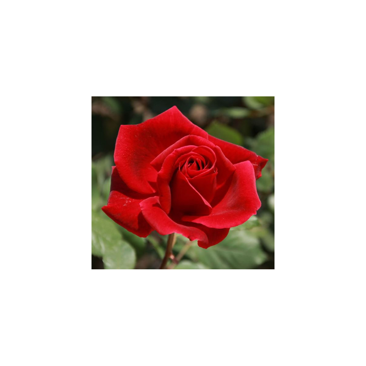 Růže popínavá červená - Rosa - semena - 5 ks