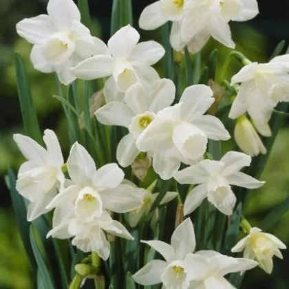 Narcis Rippling Waters - Narcissus L. - cibuloviny - 3 ks
