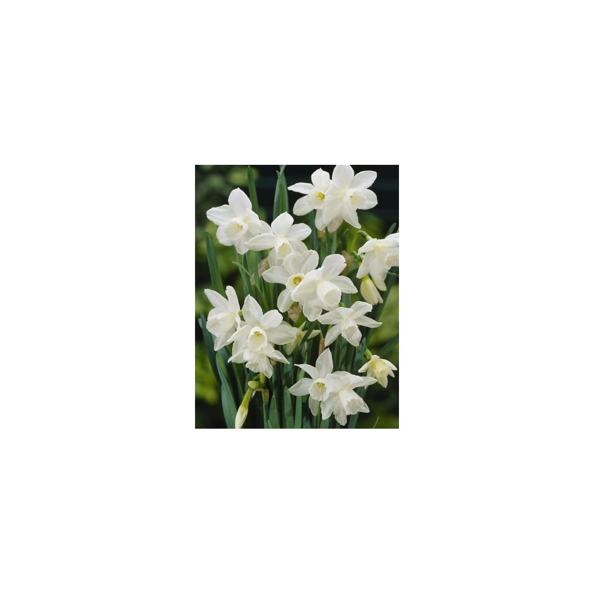 Narcis Rippling Waters - Narcissus L. - cibuloviny - 3 ks