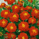 Aksamitník rozkladitý Carmen - Tagetes patula nana - prodej semen - 0,3 g