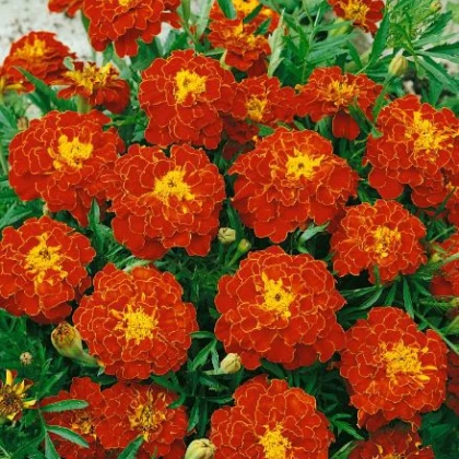 Aksamitník rozkladitý Carmen - Tagetes patula nana - prodej semen - 0,3 g