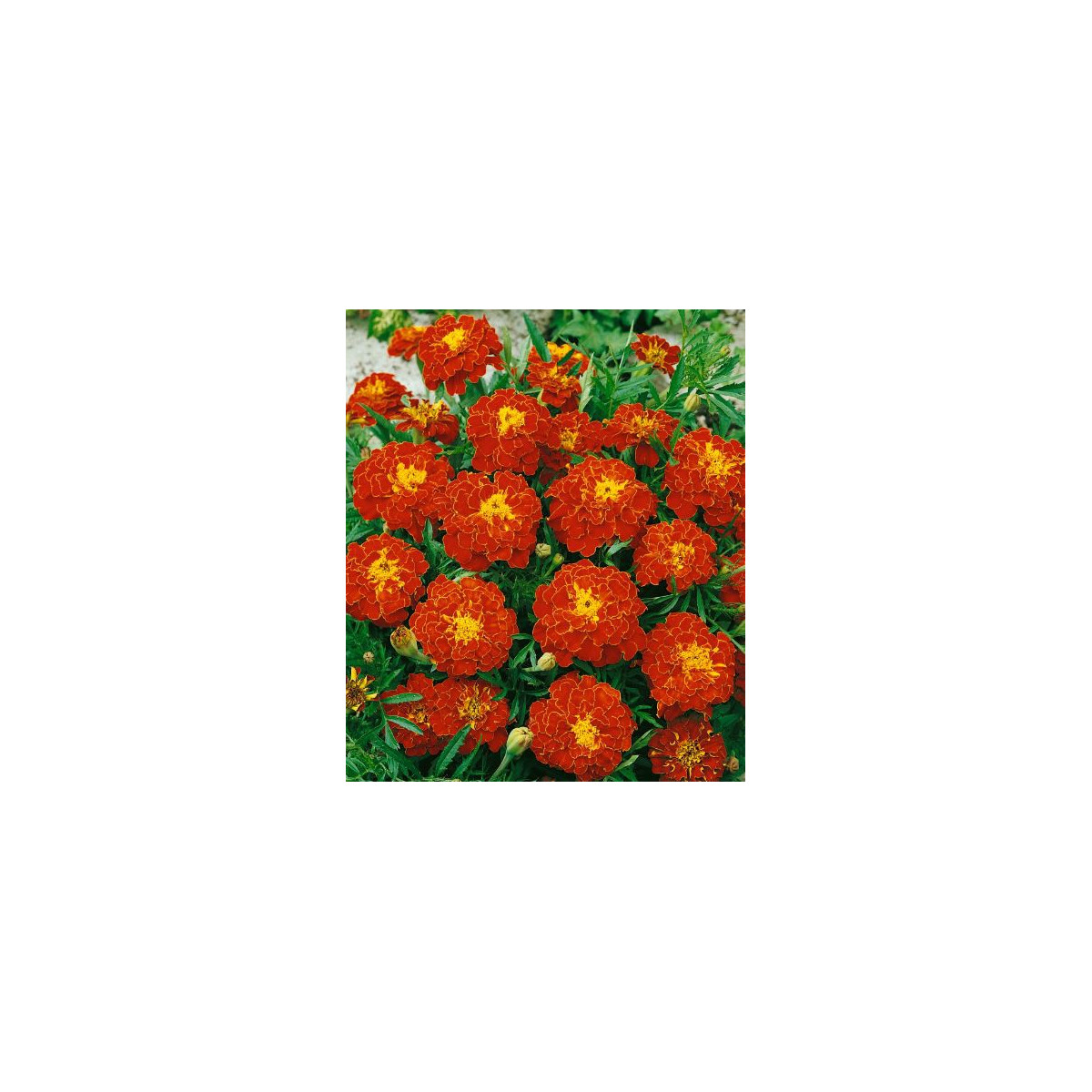 Aksamitník rozkladitý Carmen - Tagetes patula nana - prodej semen - 0,3 g