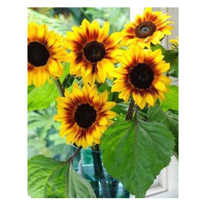 Slunečnice roční Helios - Helianthus annuus - prodej semen - 7 ks