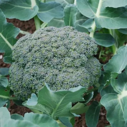 Brokolice Leonora - Brassica oleracea - semena - 100 ks