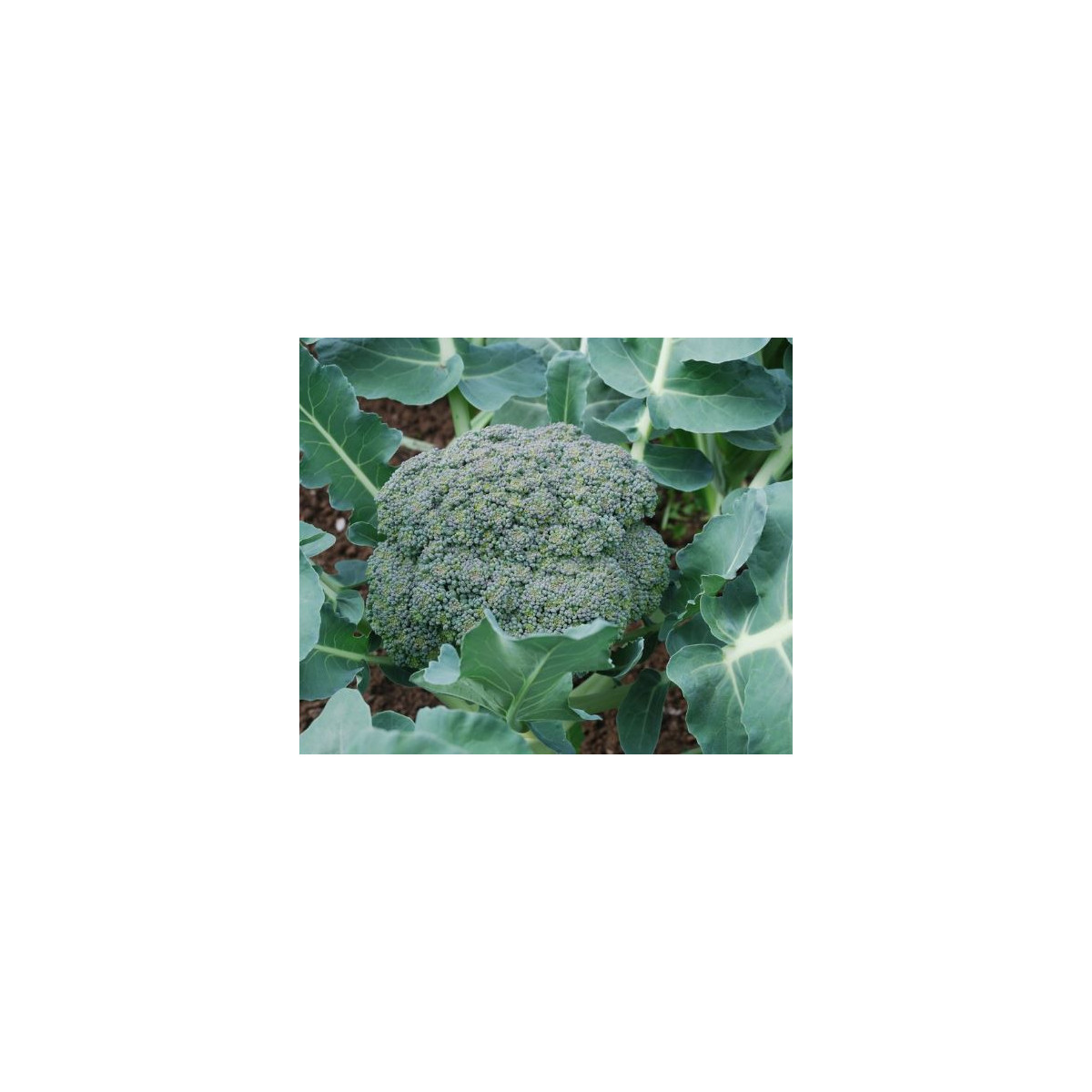 Brokolice Leonora - Brassica oleracea - semena - 100 ks