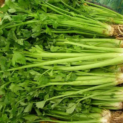 Celer listový kadeřavý Pikant - Apium graveolens var. Secalinum - semena - 0,3 g