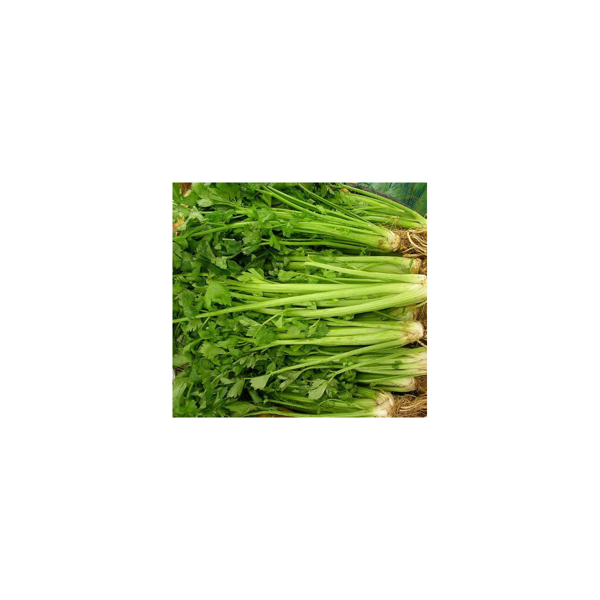 Celer listový kadeřavý Pikant - Apium graveolens var. Secalinum - semena - 0,3 g