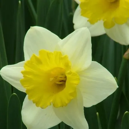Narcis Goblet - cibuloviny - 3 ks