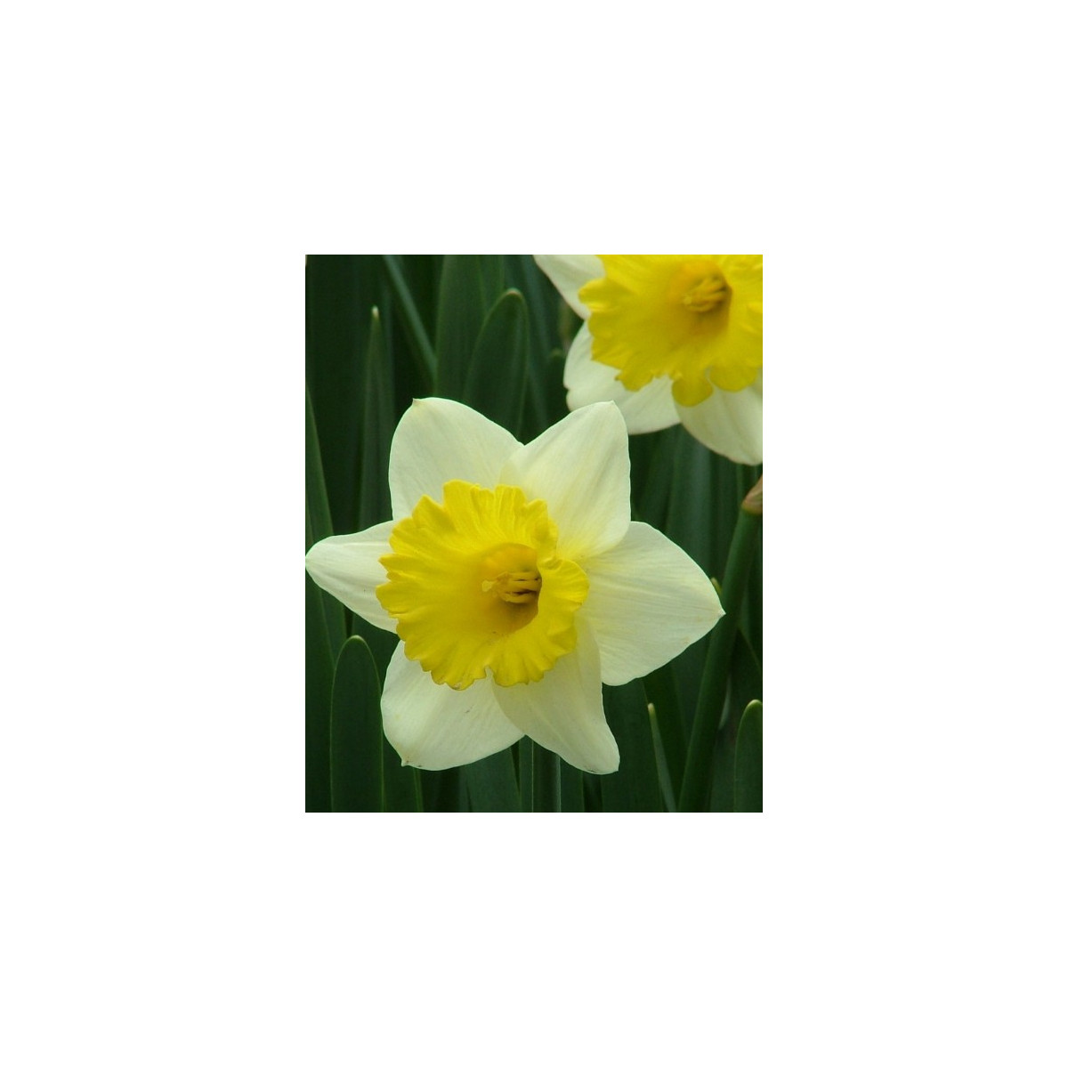 Narcis Goblet - cibuloviny - 3 ks