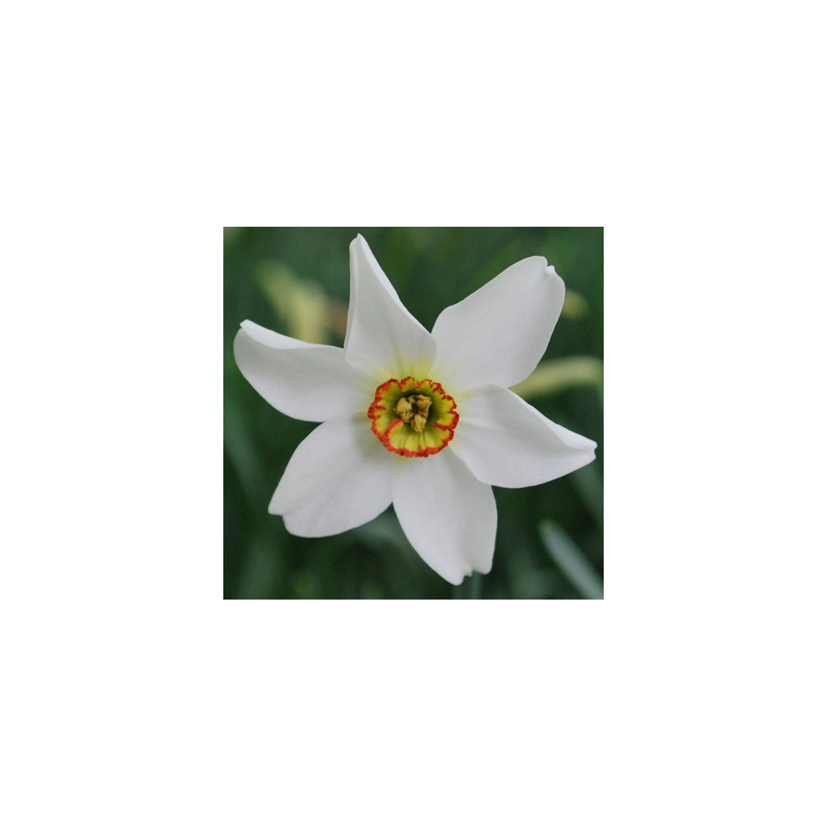 Narcis Poeticus Recurvus Pheasant eye - Narcissus L. - prodej cibulovin - 3 ks
