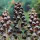 Řebčík perský - Fritillaria Persica - cibuloviny - 1 ks