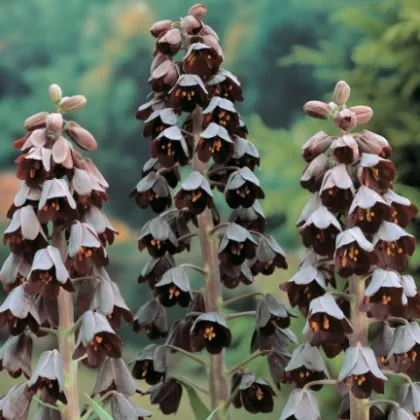 Řebčík perský - Fritillaria Persica - cibuloviny - 1 ks