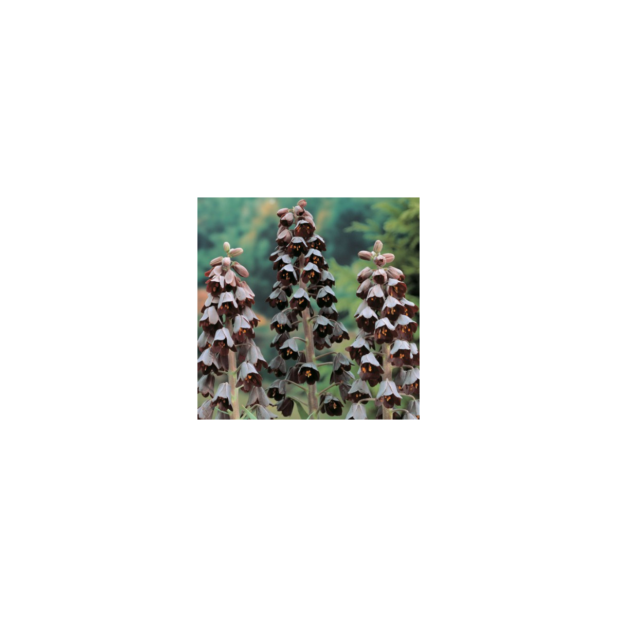 Řebčík perský - Fritillaria Persica - cibuloviny - 1 ks