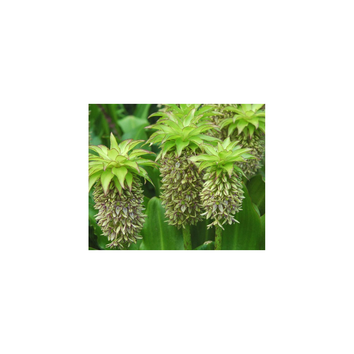 Chocholatice - Eucomis bicolor - prodej cibulovin - 1 ks