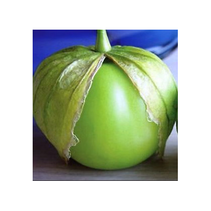 Semínka tomatilla - Tomatillo Cisineros - Tomatillo - prodej semen - 7 ks